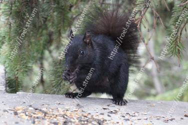 Mammal, Vertebrate, Squirrel, Fox squirrel, Terrestrial animal, Grey squirrel, Rodent, Snout, Wildlife, Organism 