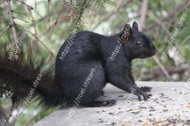 Vertebrate, Mammal, Squirrel, Fox squirrel, Terrestrial animal, Snout, ground squirrels, Tail, Organism, Grey squirrel 