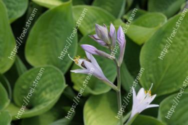 Flower, Leaf, Plant, Flowering plant, Botany, Organism, Terrestrial plant, Wildflower, Petal, Lily family 