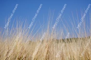 Grass, Plant, Grain, Grass family, Sky, Rye, Ecoregion, Field, Phragmites, Prairie 
