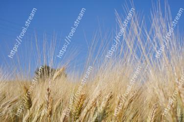 Barley, Rye, Grain, Khorasan wheat, Einkorn wheat, Triticale, Food grain, Crop, Hordeum, Plant 