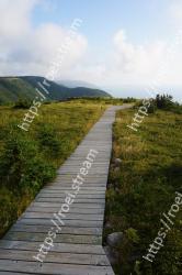 Boardwalk, Walkway, Natural landscape, Sky, Grass, Natural environment, Path, Nature reserve, Wilderness, Highland 