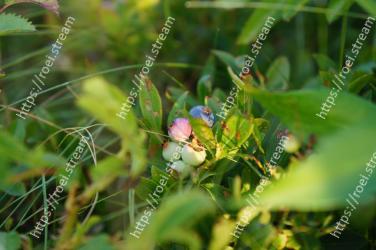 Plant, Flower, Bilberry, Leaf, Fruit, Grass, Tree, Blueberry, Berry, Flowering plant 