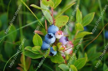 Bilberry, Plant, Flower, Blueberry, Berry, Fruit, Flowering plant, Arctostaphylos, Shrub 