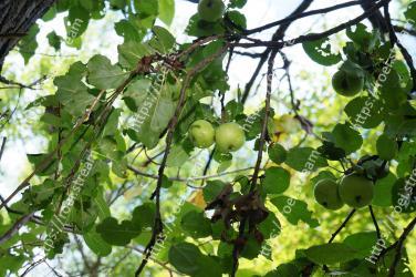 Plant, Tree, Flower, Fruit tree, Branch, Flowering plant, Woody plant, Fruit, Leaf, Food 