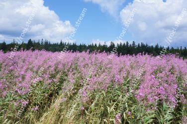 Flowering plant, Purple loosestrife, Plant, Flower, Prairie, Meadow, Grassland, Natural environment, Lavender, Wildflower 