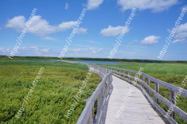 Natural landscape, Boardwalk, Grassland, Natural environment, Nature reserve, Green, Walkway, Vegetation, Grass, Water resources 