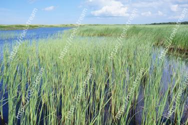 Vegetation, Grass, Natural environment, Freshwater marsh, Fen, Natural landscape, Plant, Marsh, Prairie, Nature reserve 