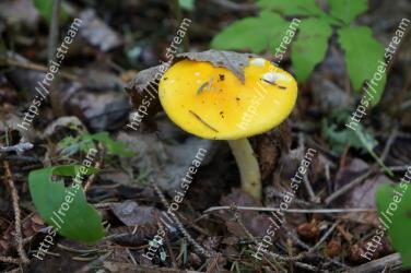 Fungus, Medicinal mushroom, Edible mushroom, Agaricomycetes, Mushroom, Agaricaceae, Terrestrial plant, Pezizales, Plant 