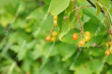 Flower, Plant, Leaf, Tree, Flowering plant, Fruit, Woody plant, Food, Chokecherry, Sorbus 