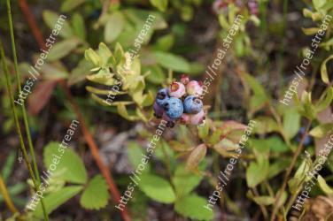 Flower, Plant, Flowering plant, Berry, Bilberry, Fruit, Subshrub, Wildflower, Blueberry, Blackberry 