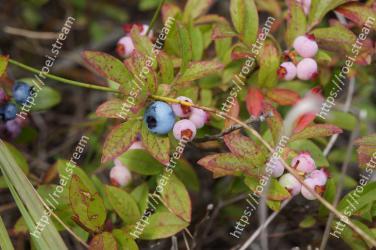 Flower, Flowering plant, Plant, Terrestrial plant, Bilberry, Wildflower, Arctostaphylos, Berry, Arctostaphylos uva-ursi 
