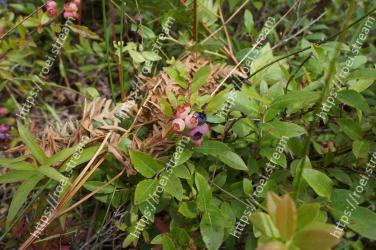Flower, Flowering plant, Plant, Grass, Subshrub, Shrub 