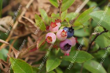 Flower, Plant, Flowering plant, Berry, Fruit, Tree, Bilberry, Arctostaphylos, Shrub 