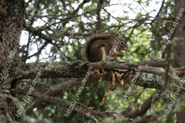 Squirrel, Wildlife, Tree, Branch, Fox squirrel, Eurasian Red Squirrel, Plant, Trunk, Terrestrial animal, Woody plant 