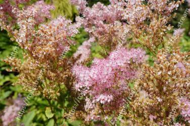 Flower, Plant, Lilac, Spring, Flowering plant, Tree, Shrub, Blossom, california lilac, Annual plant 