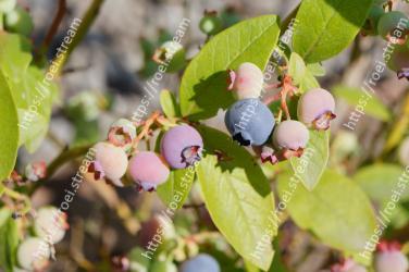 Blueberry, Plant, Flower, Fruit, Bilberry, Leaf, Tree, Berry, Woody plant, Food 