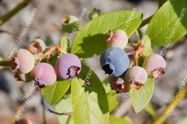 Plant, Flower, Blueberry, Leaf, Fruit, Flowering plant, Bilberry, Tree, Woody plant, Arctostaphylos 