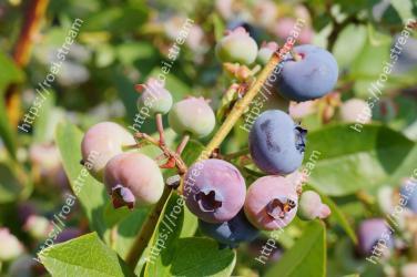 Plant, Fruit, Blueberry, Flower, Tree, Huckleberry, Bilberry, Woody plant, Berry, Food 