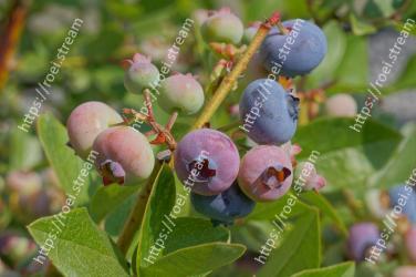 Plant, Fruit, Blueberry, Flower, Tree, Berry, Bilberry, Woody plant, Food, Flowering plant 