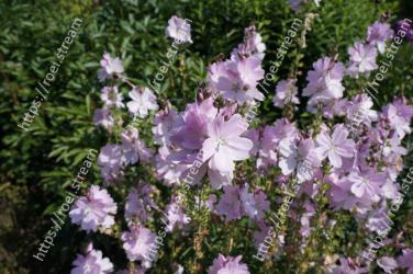 Flower, Flowering plant, Lavender, Plant, Purple, Lilac, Subshrub, Petal, Botany, Bellflower family 