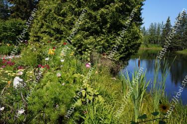 Natural landscape, Vegetation, Nature, Nature reserve, Natural environment, Plant, Pond, Tree, Flower, Bank 