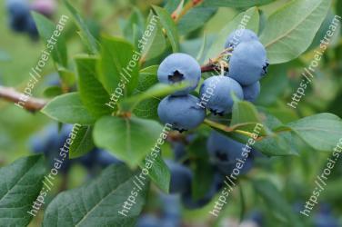 Blueberry, Plant, Huckleberry, Fruit, Flower, Berry, Bilberry, Blue, Prunus spinosa, Tree 