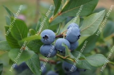 Blueberry, Plant, Berry, Huckleberry, Bilberry, Fruit, Blue, Flower, Prunus spinosa, Tree 