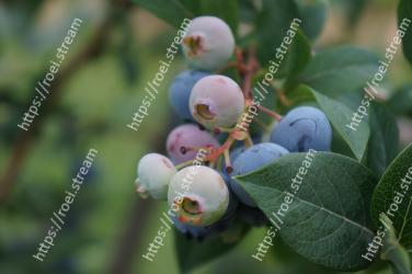 Blueberry, Plant, Bilberry, Flower, Berry, Fruit, Huckleberry, Leaf, Tree, Woody plant 