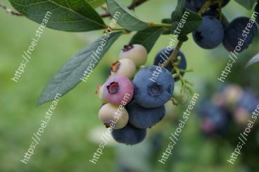 Plant, Fruit, Blueberry, Flower, Tree, Flowering plant, Woody plant, Berry, Food, Huckleberry 