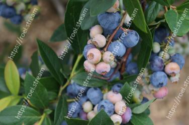 Plant, Blueberry, Fruit, Blue, Flower, Tree, Woody plant, Flowering plant, Leaf, Food 