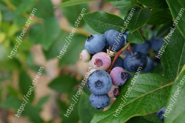 Blueberry, Fruit, Plant, Berry, Huckleberry, Flower, Bilberry, Leaf, Food, Flowering plant 