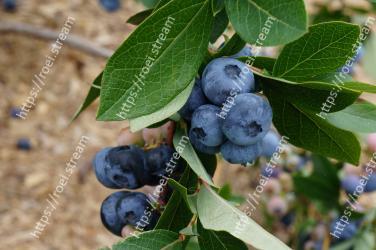 Plant, Blueberry, Fruit, Flower, Prunus spinosa, Berry, Huckleberry, Food, Tree, Leaf 