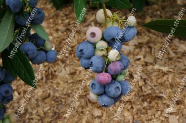 Blueberry, Davidsons Plum, Blue, Fruit, Berry, Plant, Bilberry, Flower, Prunus spinosa, Tree 