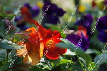 Flower, Flowering plant, Petal, Plant, Botany, Spring, Terrestrial plant, Annual plant, Wildflower 