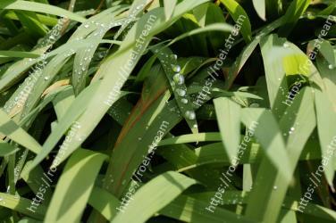 Leaf, Plant, Flower, Grass, Terrestrial plant, Grass family, Water, Plant stem, Flowering plant, Moisture 