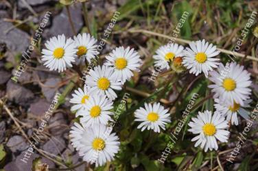 Flower, Flowering plant, heath aster, aromatic aster, Daisy, Oxeye daisy, Marguerite daisy, Daisy, chamomile, Plant 
