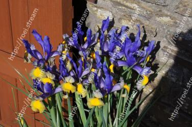 Flower, Flowering plant, Plant, Iris reticulata, Iris, Iris family, Spring, Iris, Wildflower, Violet family 