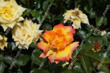 Flower, Flowering plant, Julia child rose, Petal, Floribunda, Rose, Rose family, Garden roses, Plant, Yellow 