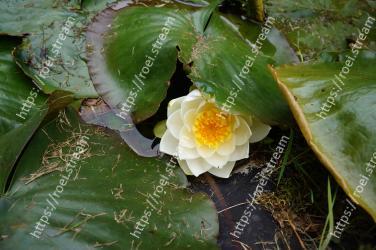 Flower, Plant, Leaf, Terrestrial plant, Botany, water lily, Wildflower, Aquatic plant, Flowering plant, Petal 