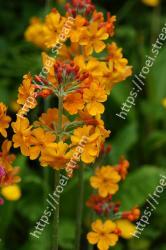 Flower, Flowering plant, Plant, Tropical milkweed, Lantana camara, Petal, Yellow, Milkweed, Herbaceous plant, Lantana 