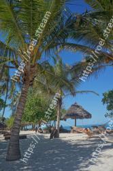 Tree, Vegetation, Palm tree, Reflection, Plant, Arecales, Woody plant, Botany, Branch, Elaeis 