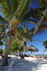 Tree, Palm tree, Vegetation, Arecales, Reflection, Water, Sky, Woody plant, Plant, Botany 