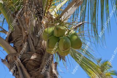 Coconut, Tree, Plant, Woody plant, Palm tree, Coconut water, Arecales, Branch, Fruit 