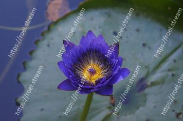 Blue, Flower, Petal, Purple, Violet, Water, Plant, water lily, Aquatic plant, Flowering plant 