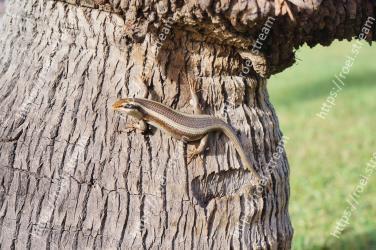 Reptile, Trunk, Tree, Lizard, Scaled reptile, Skink, Plant, Anole, Adaptation, Wood 