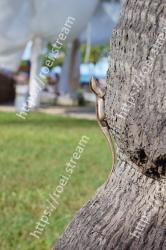 Wall, Tree, Branch, Architecture, Plant, House 