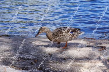 Duck, Bird, Water bird, Beak, Ducks,  geese and swans, Waterfowl, Mallard, American Black Duck, Water, Pond 