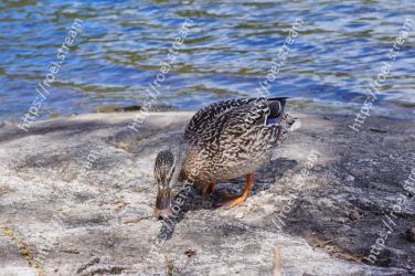 Bird, Duck, Water bird, Mallard, Beak, Waterfowl, Ducks,  geese and swans, Water, Wildlife, American Black Duck 
