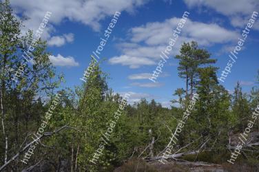 Tree, Nature, Vegetation, Natural environment, Sky, Natural landscape, Tropical and subtropical coniferous forests, Nature reserve, Wilderness, Biome 